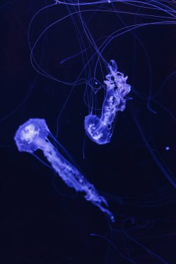 underwater photos of jellyfish chrysaora achlyos jellyfish black sea nettle close-up clipart