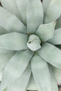 Exotic plant Agave americana Latifolia close-up clipart