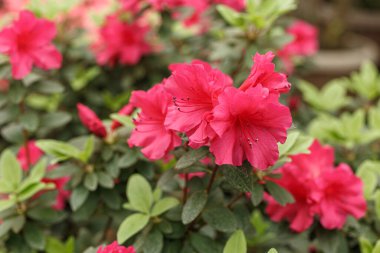 Güzel açan pembe Azalea çalıları kapanıyor.
