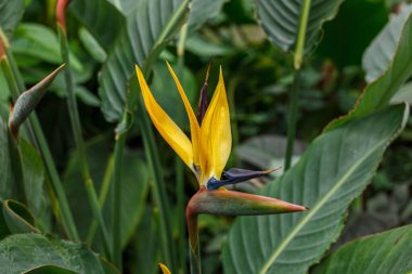 Güney Afrika 'da çiçek açan Strelitzia reginae bitkisi