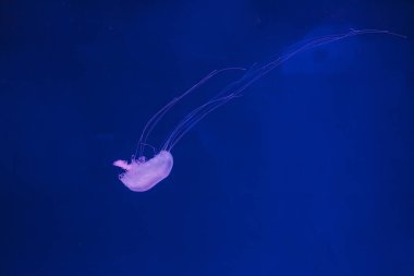 Denizanası Krisaora Quinquecirrha 'nın sualtı fotoğrafları. Atlantik deniz ısırganı yakından.
