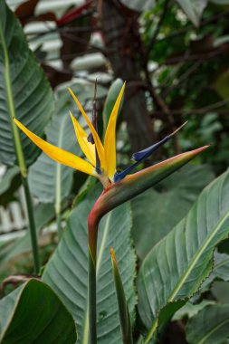 Güney Afrika 'da çiçek açan Strelitzia reginae bitkisi