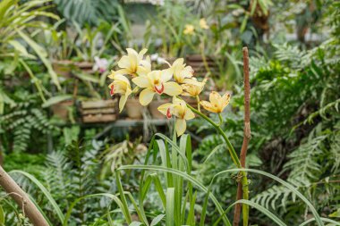 Farklı renklerde güzel çiçek açan orkideler.
