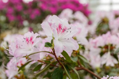 Güzel açan pembe Azalea çalıları kapanıyor.