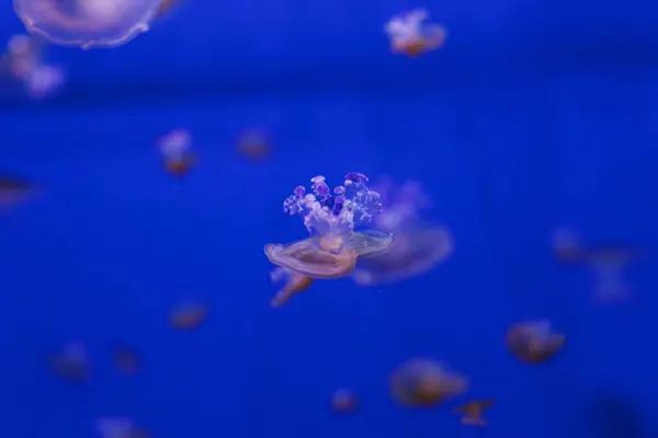 地中海水母Cotylorhiza Tutuberculosis Ata特写水下照片 — 图库照片
