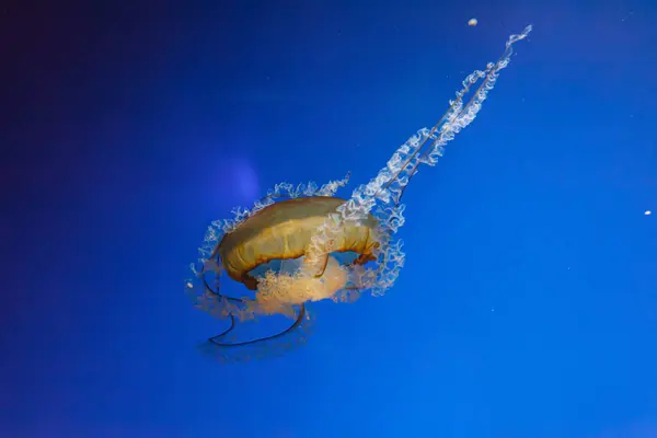 水母菊花的水下照片水母太平洋荨麻近水母 — 图库照片