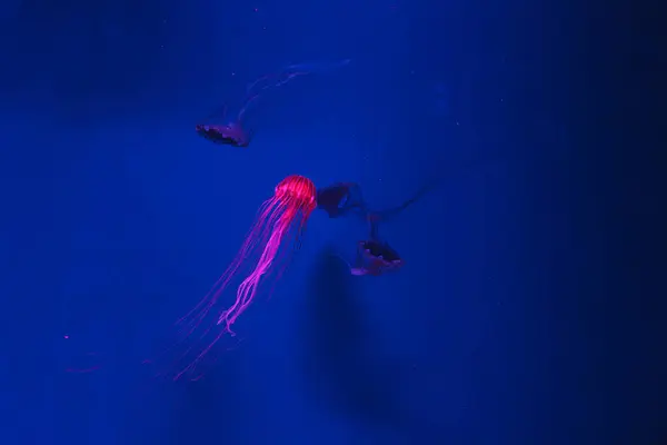 Podwodne Zdjęcia Meduzy Chrysaora Pacifica Meduza Japońskie Morze Pokrzywa Zbliżenie — Zdjęcie stockowe