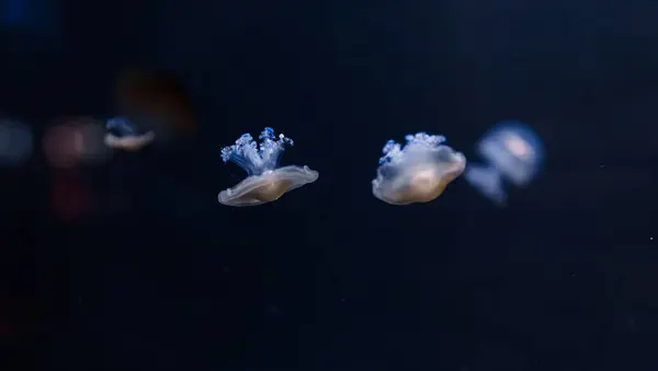 Unterwasserfotos Der Mittelmeerqualle Cotylorhiza Tuberculata Nahaufnahme — Stockfoto