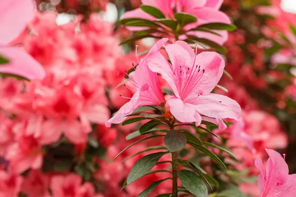 美丽的花粉红杜鹃丛生近处 — 图库照片