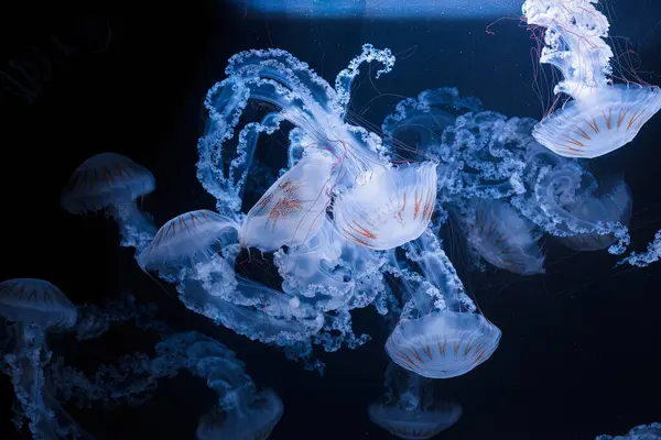 Fotos Submarinas Medusas Chrysaora Plocamia América Del Sur Ortiga Mar — Foto de Stock