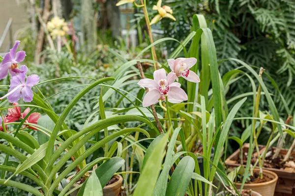 Piękne Kwitnące Orchidee Różnych Kolorach Zbliżyć — Zdjęcie stockowe