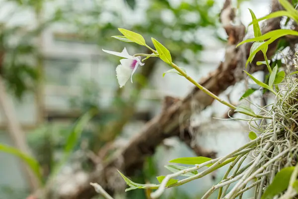 Vackra Blommande Orkidéer Olika Färger Närbild — Stockfoto