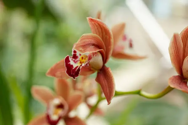 Vackra Blommande Orkidéer Olika Färger Närbild — Stockfoto