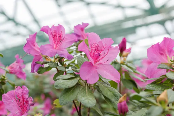 Vackra Blommande Rosa Azalea Buskar Nära Håll — Stockfoto