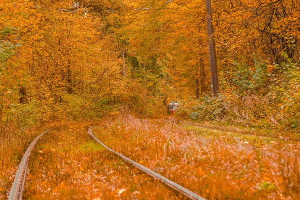 Bosque Otoño Través Del Cual Viaja Tranvía Kiev Los Carriles — Foto de Stock