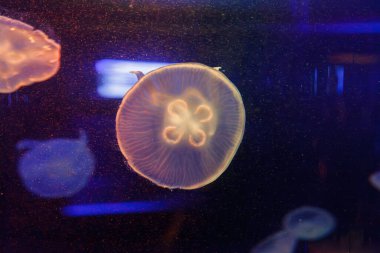 underwater photos of jellyfish aurelia aurita close-up clipart