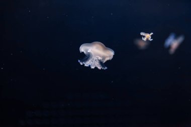 underwater photos of mediterranean jellyfish Cotylorhiza tuberculata close-up clipart