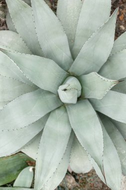 Egzotik bitki Agave americana Latifolia yakın plan