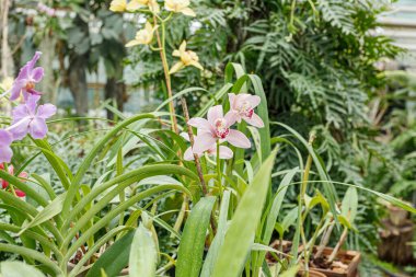 Farklı renklerde güzel çiçek açan orkideler.