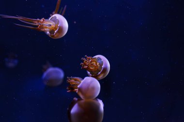 underwater photos of jellyfish Rhopilema esculentum, Flame jellyfish close-up clipart