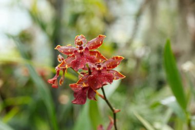 Farklı renklerde güzel çiçek açan orkideler.