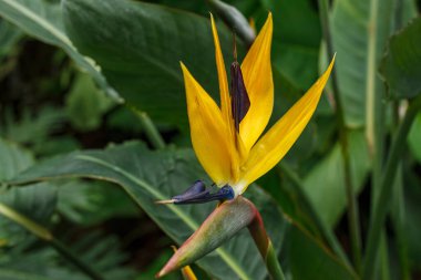 Güney Afrika 'da çiçek açan Strelitzia reginae bitkisi