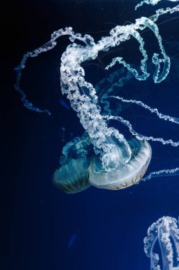 Denizanası chrysaora plocamia 'nın sualtı fotoğrafları. Güney Amerika' da ısırgan otu yakından çekilmiş.