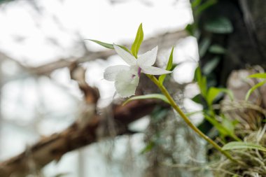 Farklı renklerde güzel çiçek açan orkideler.