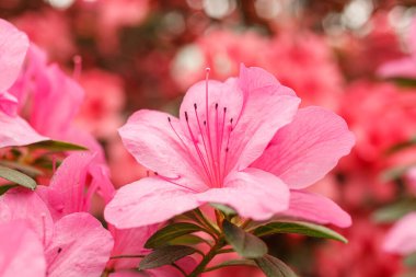 Güzel açan pembe Azalea çalıları kapanıyor.