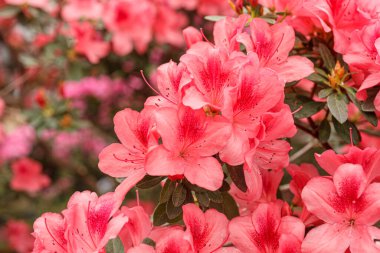 Güzel açan pembe Azalea çalıları kapanıyor.