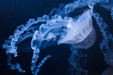 Denizanası chrysaora plocamia 'nın sualtı fotoğrafları. Güney Amerika' da ısırgan otu yakından çekilmiş.