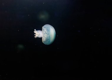 Denizanası Stomolophus meleagris 'in sualtı fotoğrafları, yakın plan Cannonball denizanası.