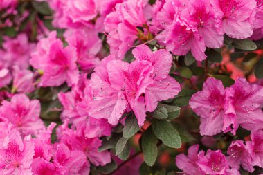 Güzel açan pembe Azalea çalıları kapanıyor.
