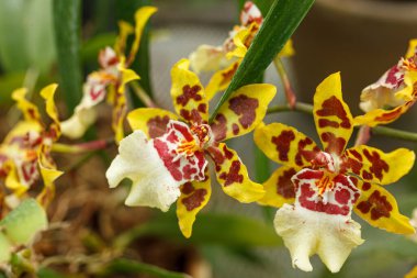 Farklı renklerde güzel çiçek açan orkideler.