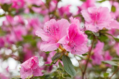 Güzel açan pembe Azalea çalıları kapanıyor.