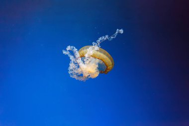 Denizanası denizanalarının deniz altı fotoğrafları. Denizanası deniz ısırganları yakından bakın.