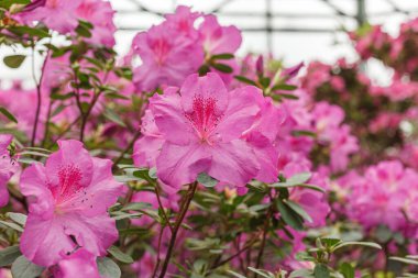 Güzel açan pembe Azalea çalıları kapanıyor.