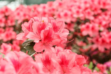 Güzel açan pembe Azalea çalıları kapanıyor.