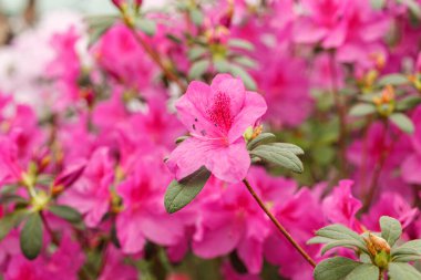 Güzel açan pembe Azalea çalıları kapanıyor.