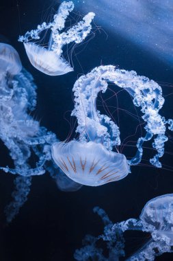 Denizanası chrysaora plocamia 'nın sualtı fotoğrafları. Güney Amerika' da ısırgan otu yakından çekilmiş.