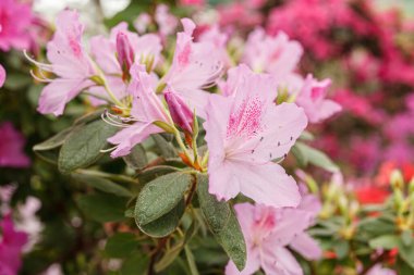 Güzel açan pembe Azalea çalıları kapanıyor.