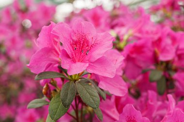 Güzel açan pembe Azalea çalıları kapanıyor.