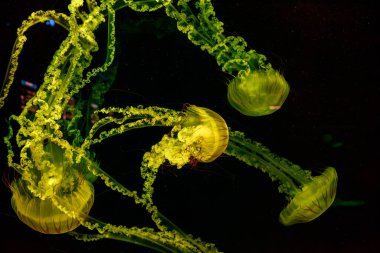 Denizanası chrysaora plocamia 'nın sualtı fotoğrafları. Güney Amerika' da ısırgan otu yakından çekilmiş.