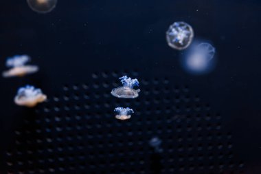 Akdeniz Denizanası Cotylorhiza tüberkülata 'nın yakın plan sualtı fotoğrafları