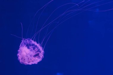 Denizanası Krisaora Quinquecirrha 'nın sualtı fotoğrafları. Atlantik deniz ısırganı yakından.