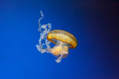 Denizanası denizanalarının deniz altı fotoğrafları. Denizanası deniz ısırganları yakından bakın.