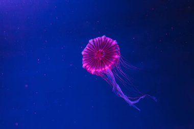 Denizanası chrysaora pacifica denizanası Japon deniz ısırganının yakın plan fotoğrafları.