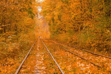 Tramvayın geçtiği sonbahar ormanı, Kyiv ve raylar yakın mesafede.
