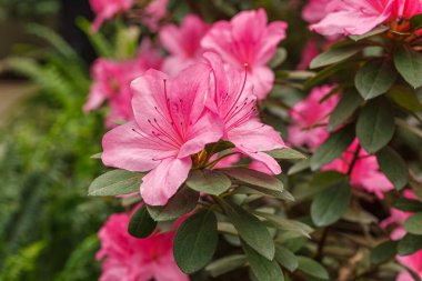Güzel açan pembe Azalea çalıları kapanıyor.
