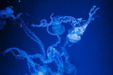 Denizanası chrysaora plocamia 'nın sualtı fotoğrafları. Güney Amerika' da ısırgan otu yakından çekilmiş.
